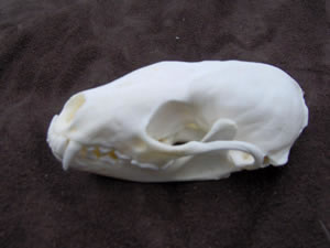 Skull Cleaning and Whitening and Mounting by Brian Pragle